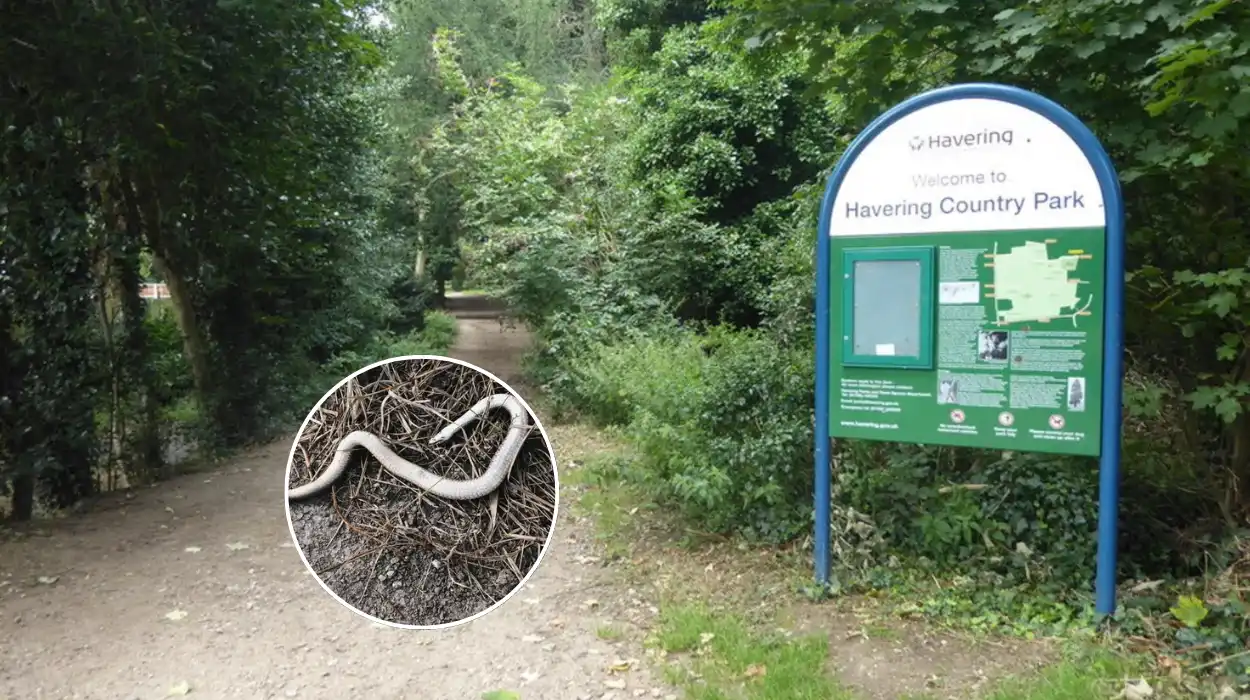 Dead Snake in Havering Country Park Confirmed as Non-UK Species